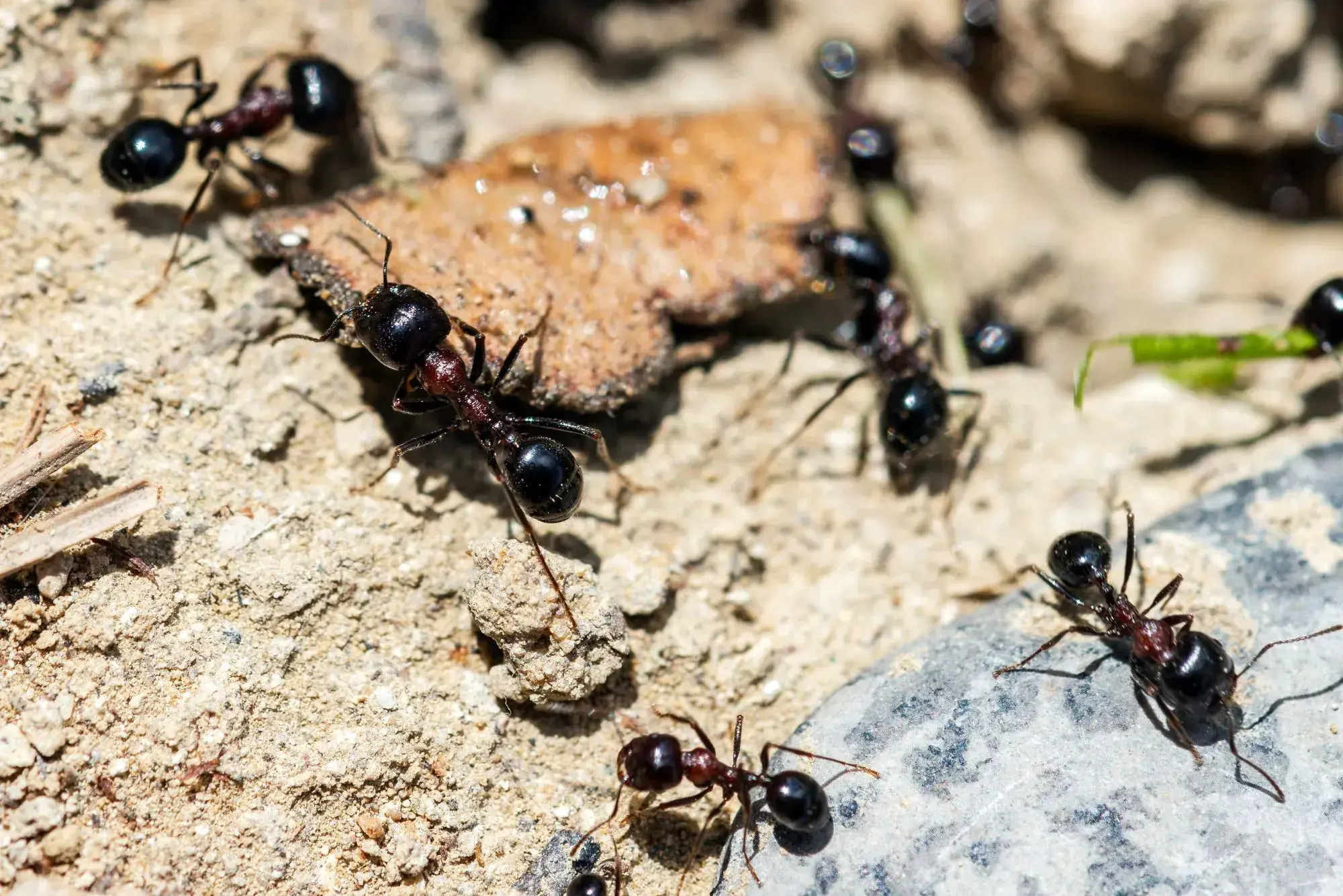Ant Control Dubai