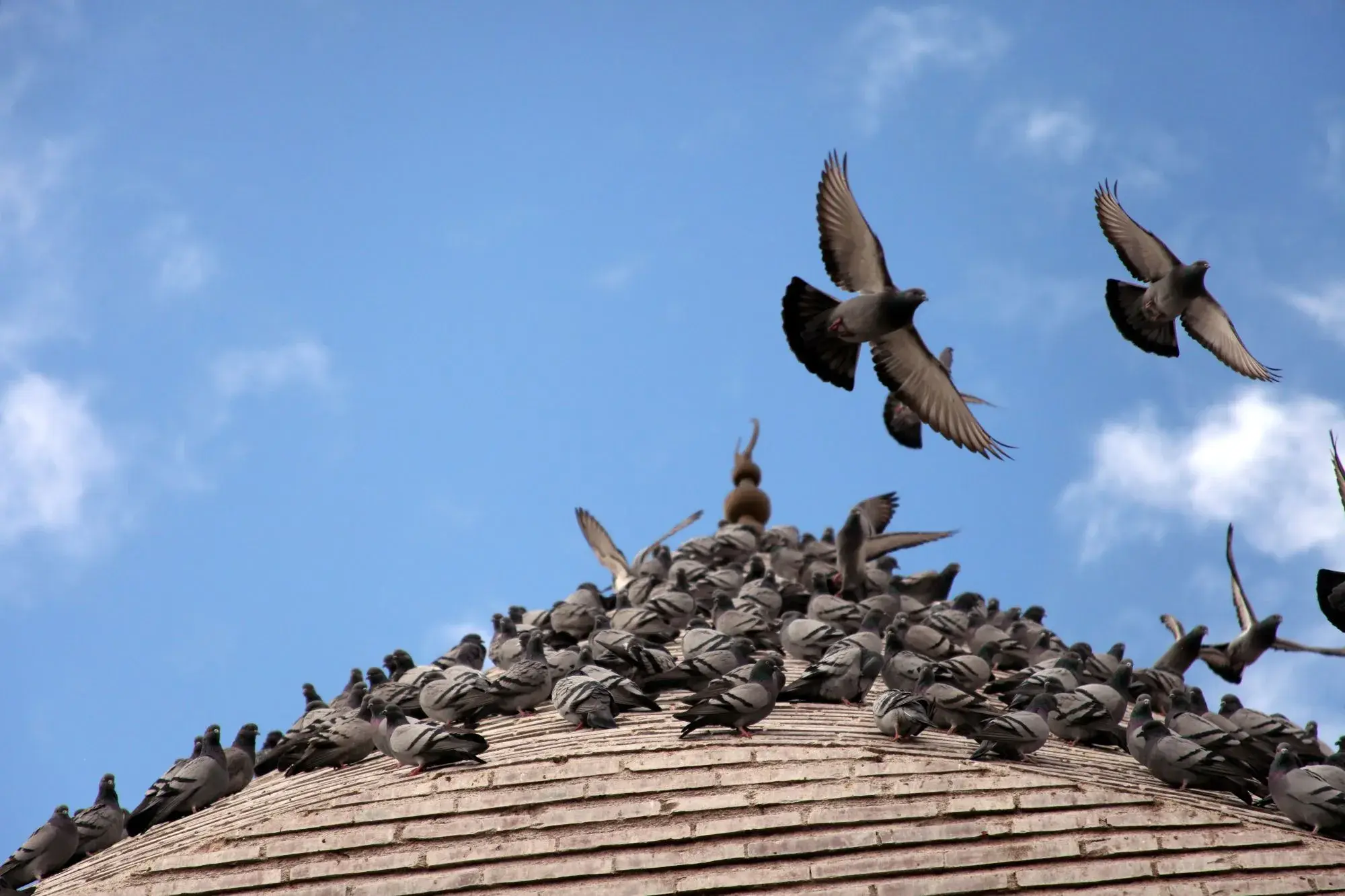 Birds Control Dubai