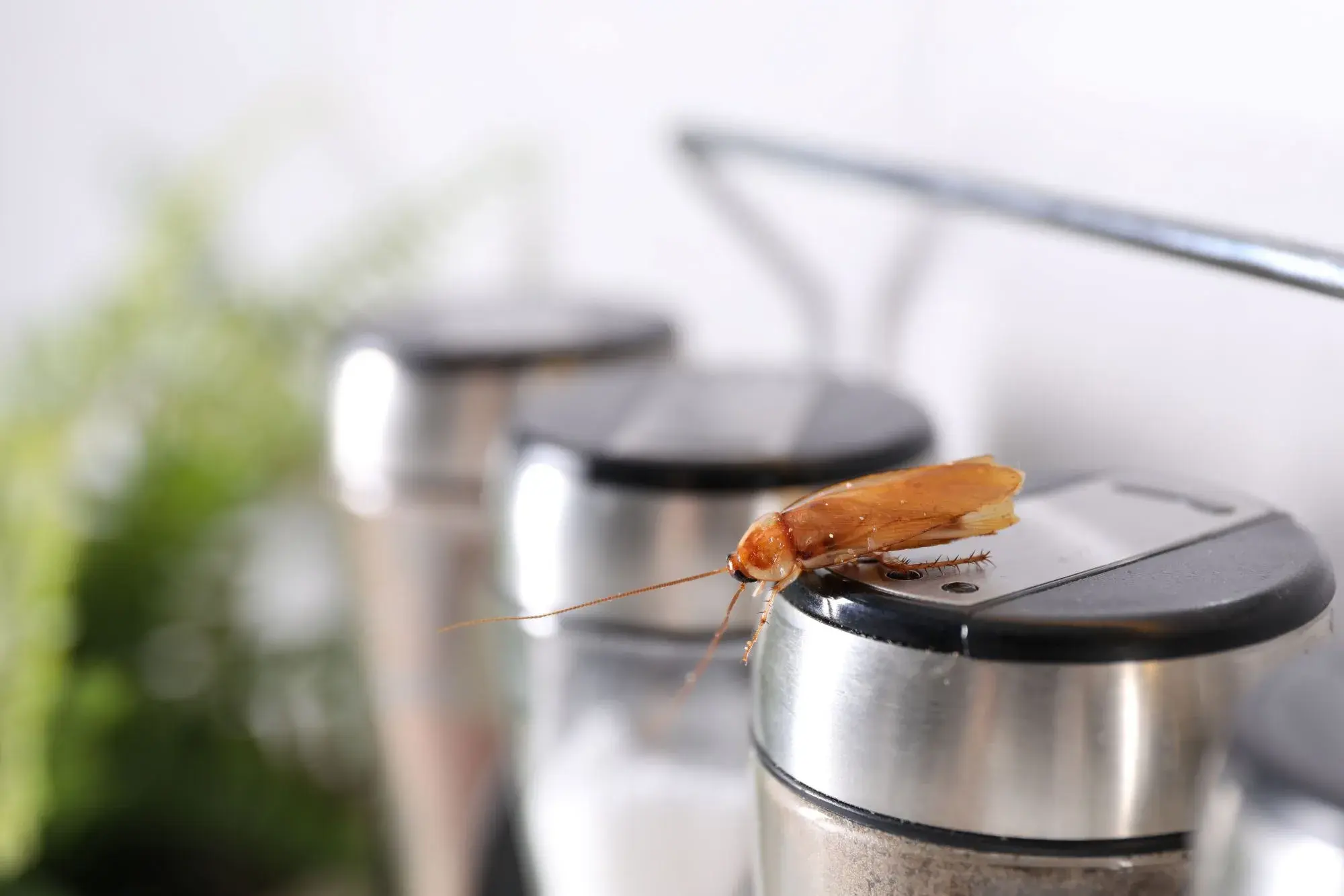 Cockroach Control Dubai