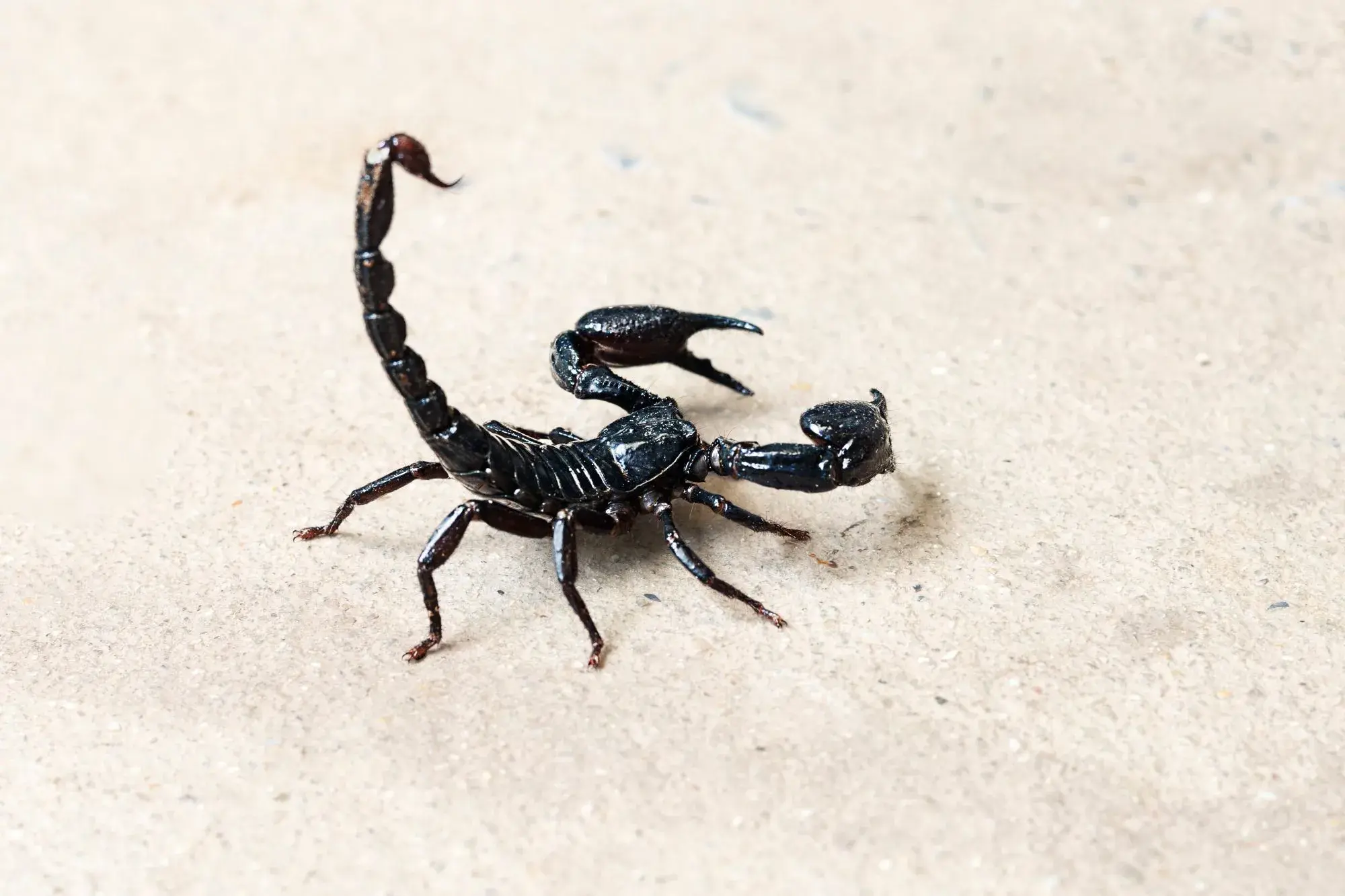 Scorpion Control Dubai