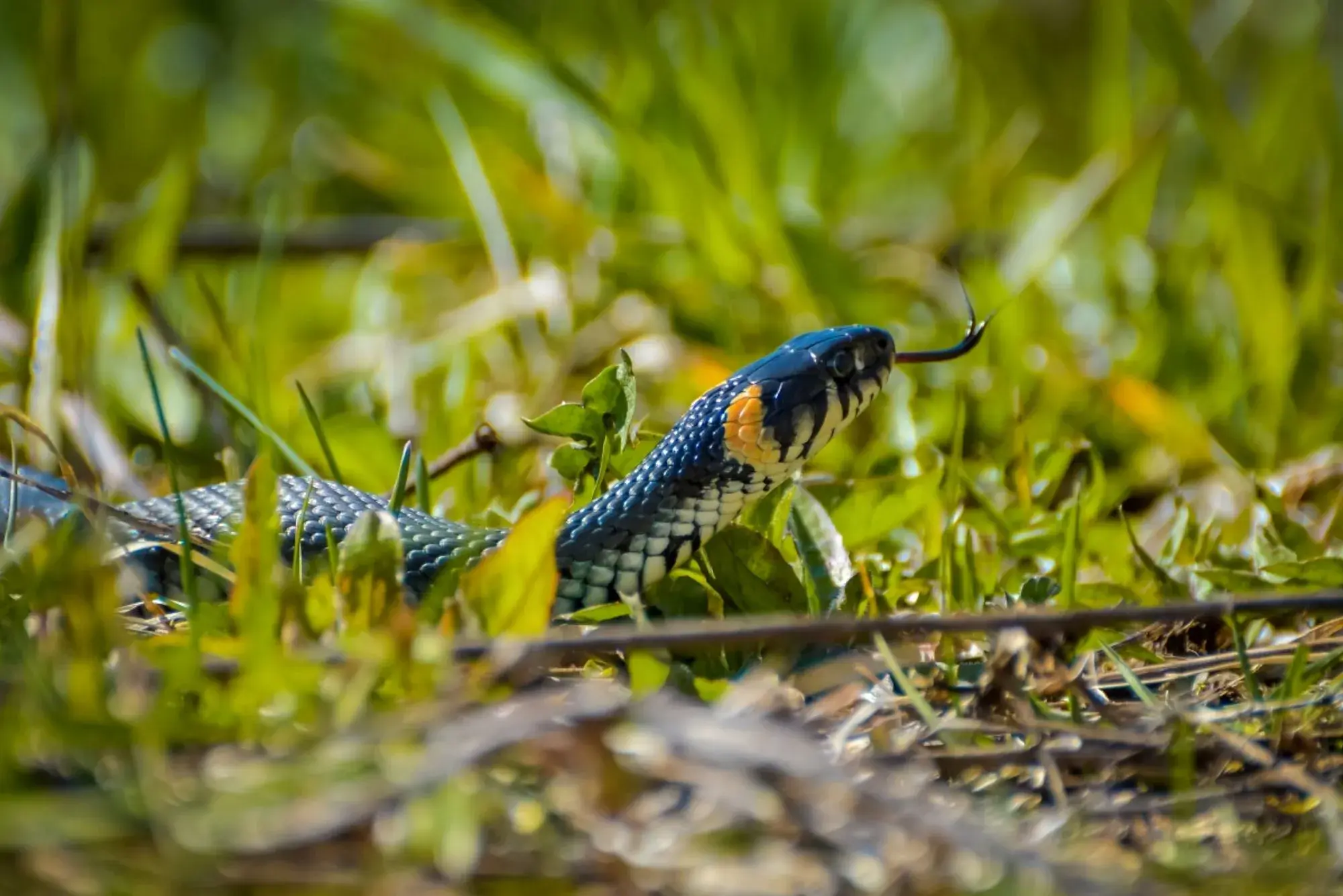 Snake Control Dubai
