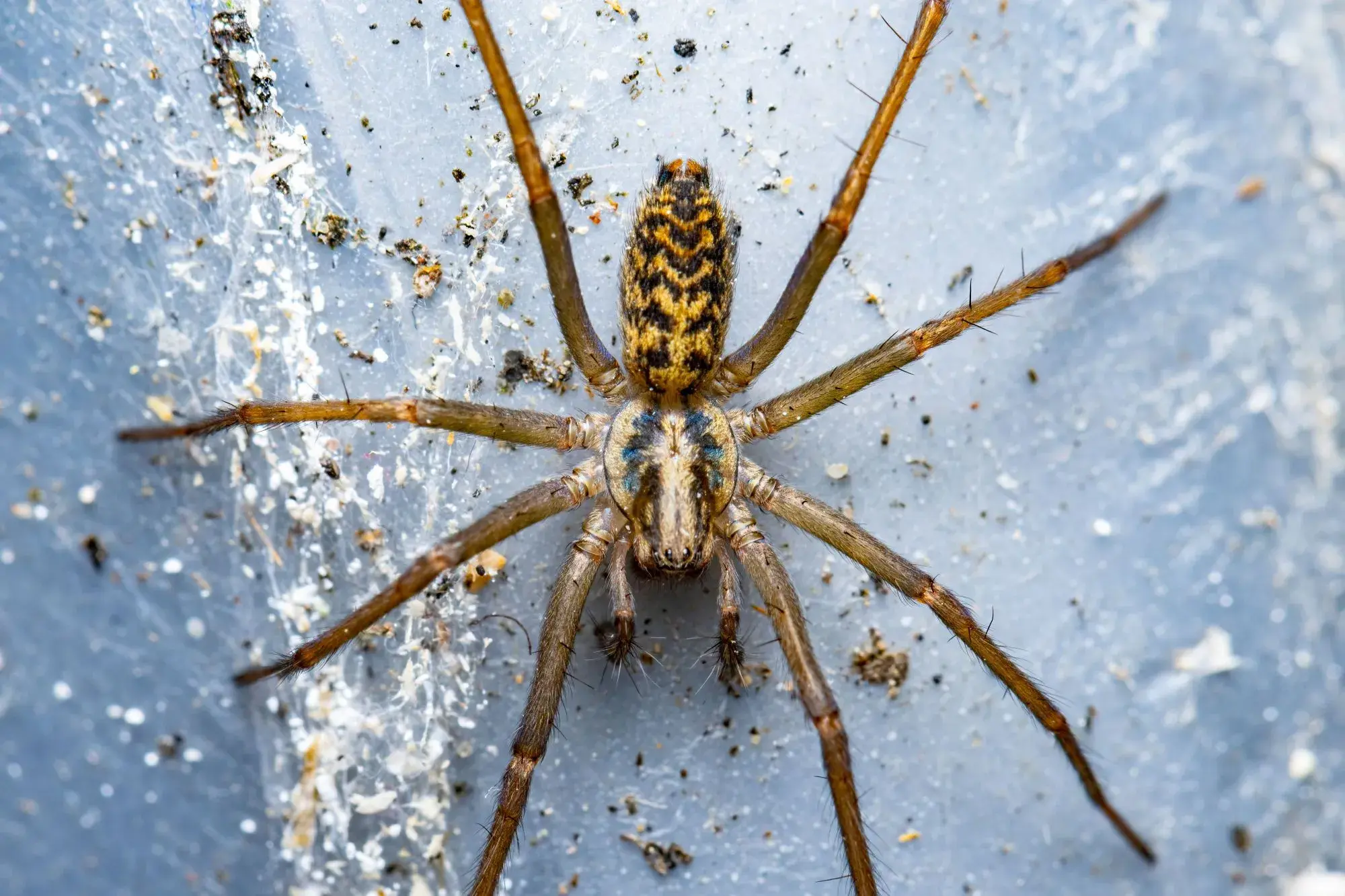 Spider Control Dubai