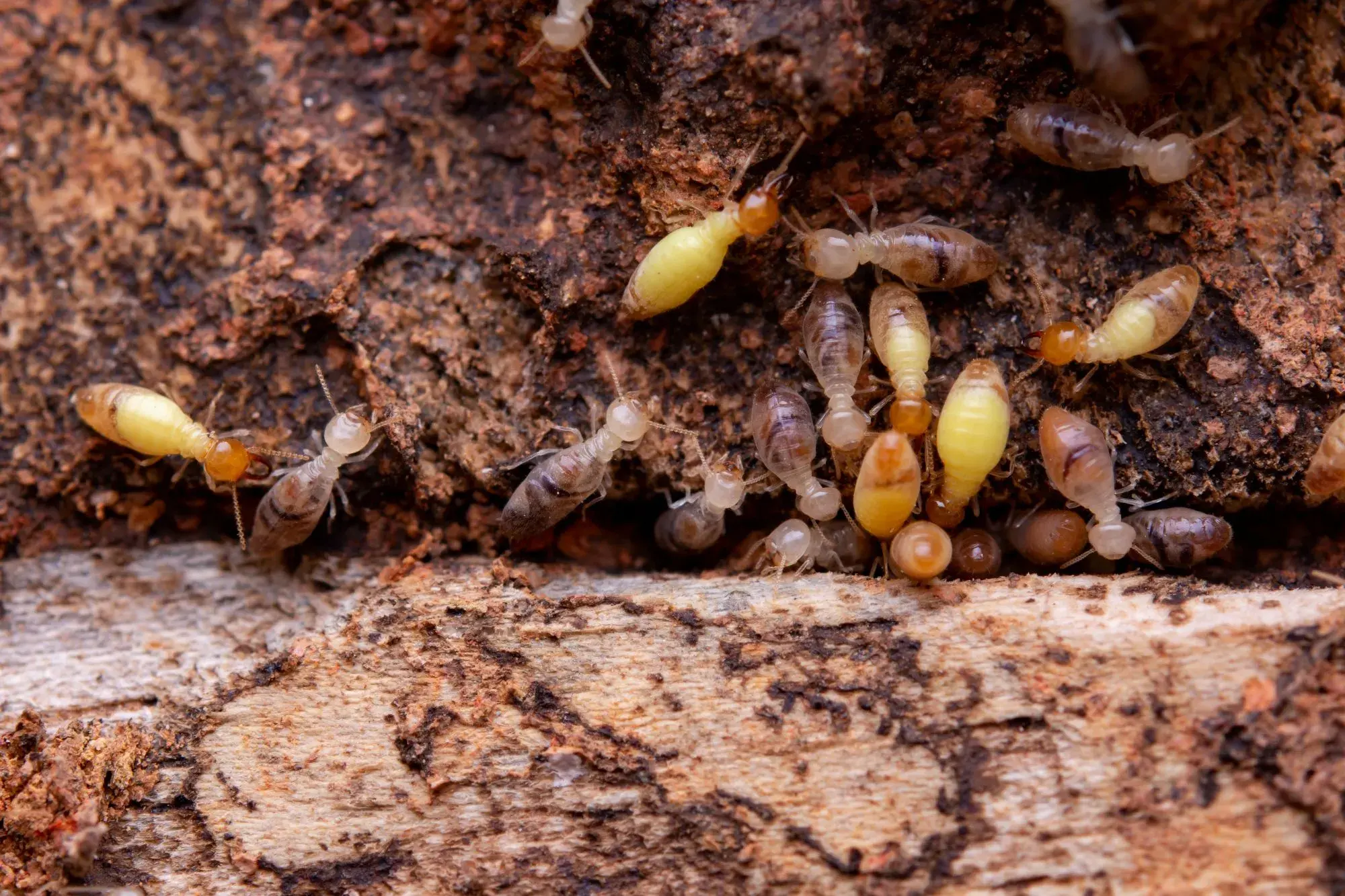 Termite Control Dubai